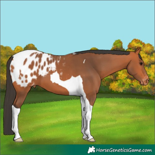 Horse Color:Bay Tobiano Appaloosa