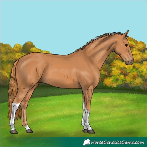 Horse Color:Chestnut Tobiano