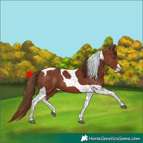 Horse Color:Chestnut Sabino Tobiano 