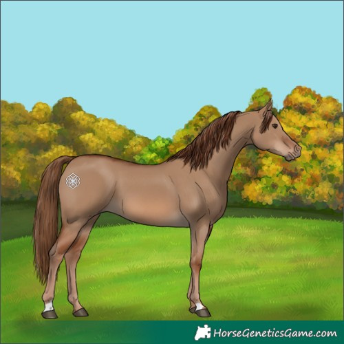 Horse Color:Red Dun 