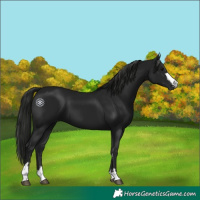 Horse Color:Gray Black