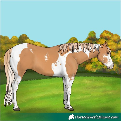 Horse Color:Chestnut Sabino Tobiano 