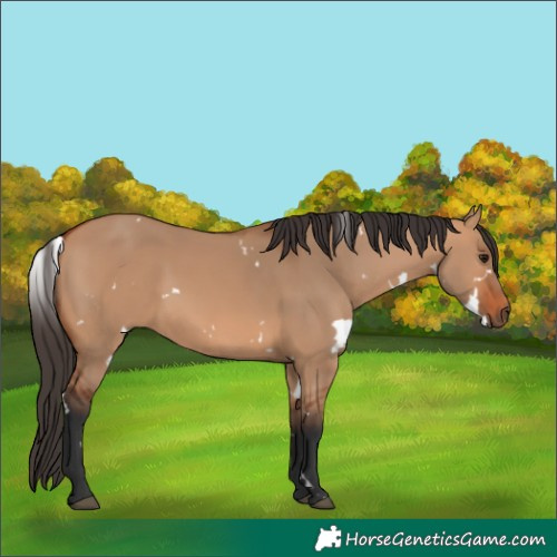 Horse Color:White Spotted Bay Dun Rabicano 