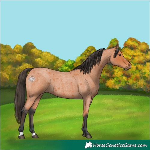 Horse Color:Bay Roan 