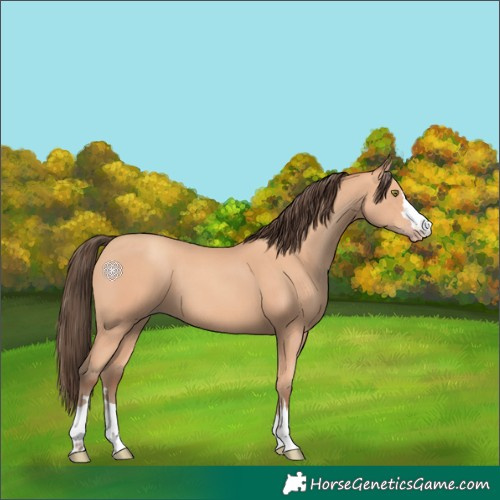 Horse Color:Amber Champagne 