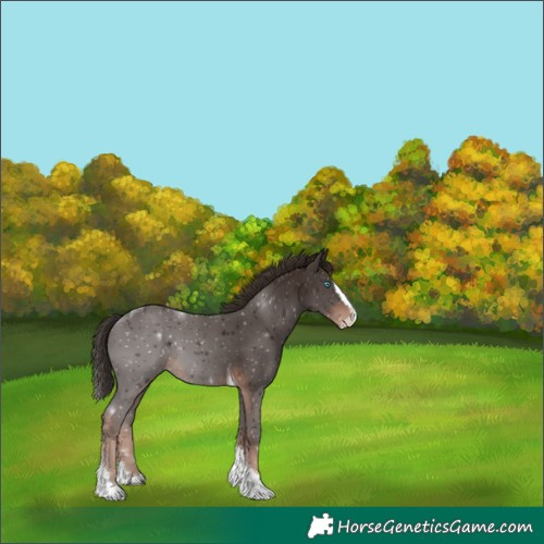 Horse Color:Liver Chestnut Splash Tobiano 