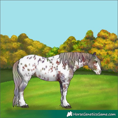 Horse Color:Nacre Liver Chestnut Sabino Splash Appaloosa