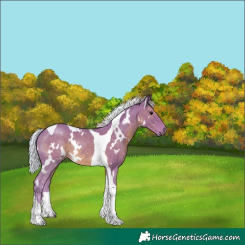 Horse Color:Watercolor White Spotted Silver Black Tobiano Rabicano 