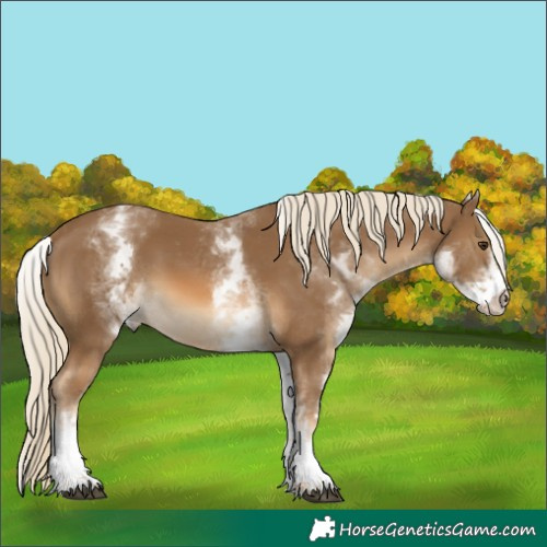 Horse Color:White Spotted Chocolate Palomino 