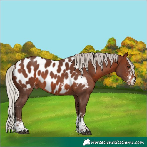 Horse Color:Silver Brown Sabino Appaloosa