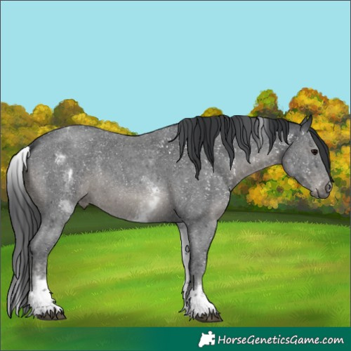 Horse Color:White Spotted Black Sabino