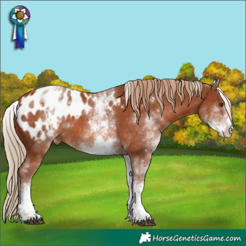Horse Color:White Spotted Chestnut Appaloosa