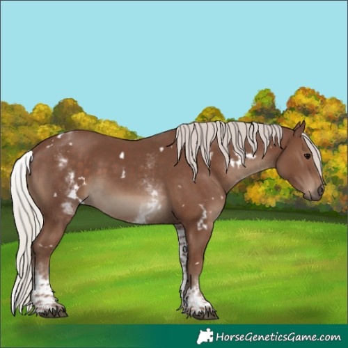 Horse Color:White Spotted Silver Black 