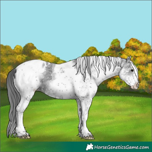 Horse Color:White Spotted Black Merle Tobiano Blanket Rabicano 
