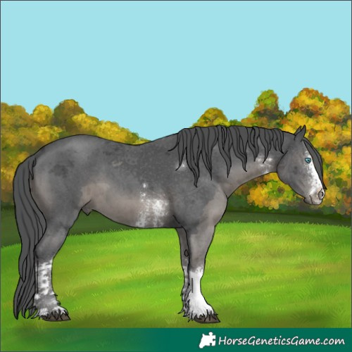 Horse Color:Black Merle Sabino Tobiano 