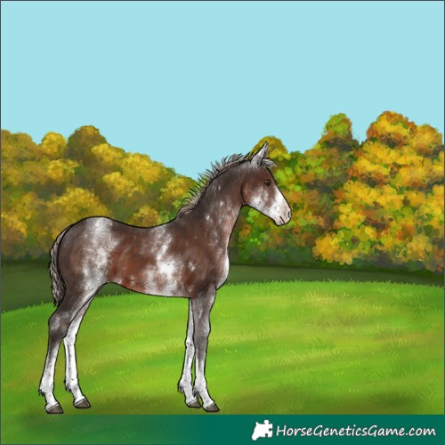 Horse Color:White Spotted Liver Chestnut 
