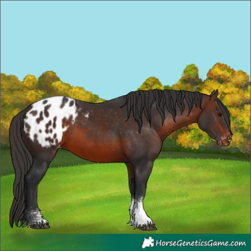 Horse Color:Brown Sabino Tobiano Appaloosa 