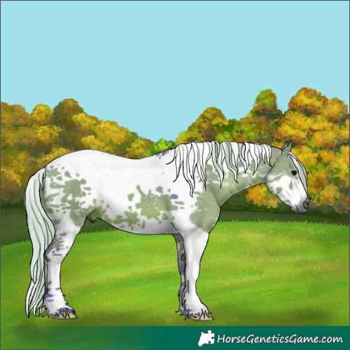 Horse Color:Gray Platinum Watercolor White Spotted Silver Grullo Tobiano Frame 
