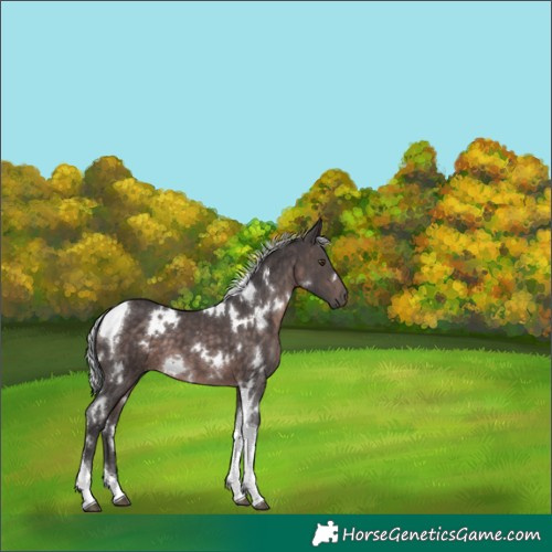 Horse Color:Platinum White Spotted Silver Brown Tobiano 