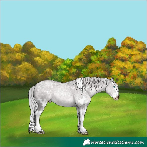 Horse Color:Gray Platinum White Spotted Silver Smoky Grullo Ice Pearl Splash