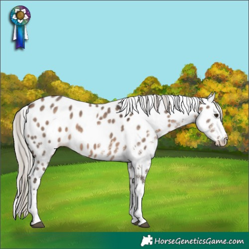 Horse Color:White Spotted Silver Brown Dun Tobiano Appaloosa