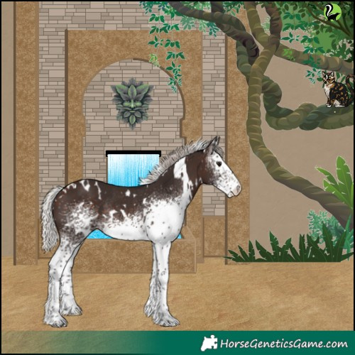 Horse Color:White Spotted Silver Brown Rabicano