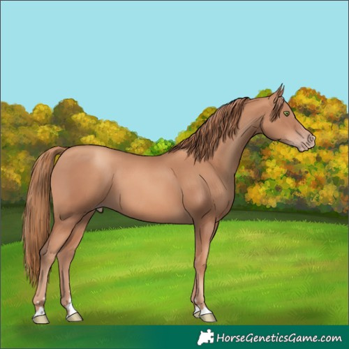 Horse Color:Gold Champagne