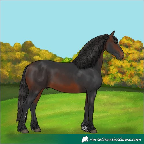 Horse Color:Brown 