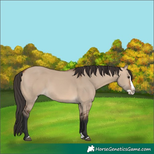 Horse Color:Bay Dun Splash