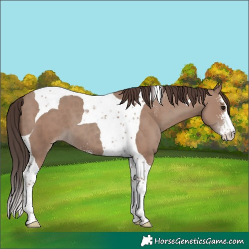 Horse Color:Classic Champagne Sabino Tobiano