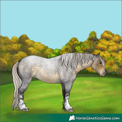 Horse Color:Silver Buckskin Roan Sabino