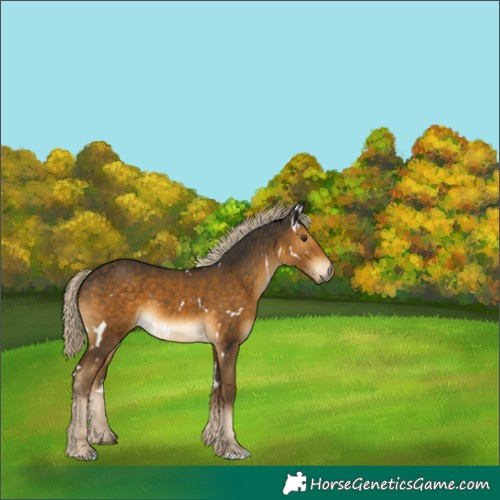 Horse Color:White Spotted Chocolate Palomino Mushroom