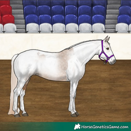 Horse Color:Gray Chestnut Sabino Tobiano