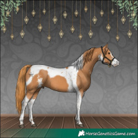 Horse Color:Chestnut Sabino Tobiano