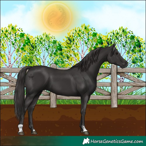 Horse Color:Unknown 
