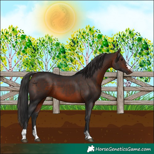 Horse Color:Unknown