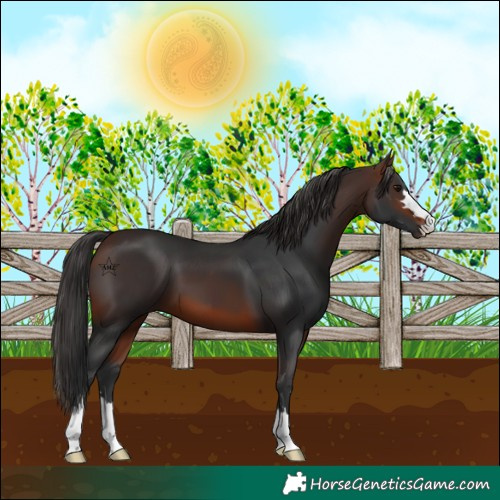 Horse Color:Unknown