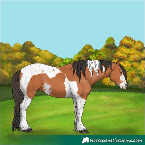 Horse Color:Bay Sabino Tobiano