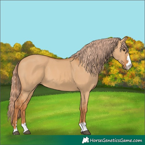 Horse Color:Red Dun