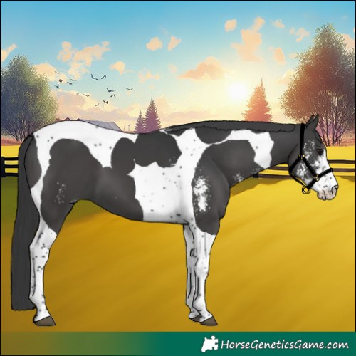 Horse Color:Black Sabino Tobiano 