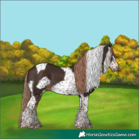 Horse Color:Liver Chestnut Sabino Tobiano Frame