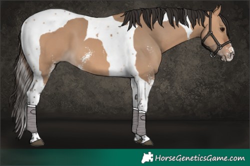Horse Color:Bay Dun Sabino Tobiano