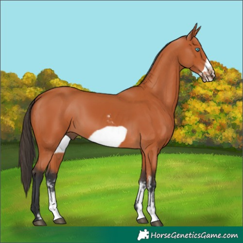 Horse Color:Bay Sabino Frame