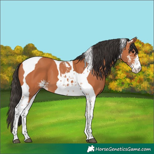 Horse Color:Bay Sabino Tobiano 