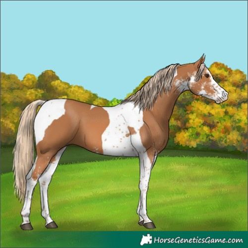 Horse Color:Chestnut Sabino Tobiano