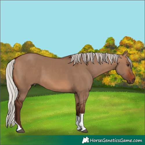 Horse Color:Silver Brown Dun Tobiano
