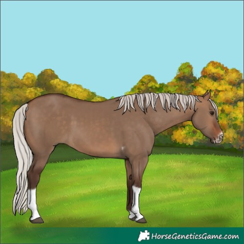 Horse Color:Silver Brown Dun Tobiano Frame