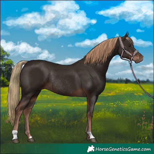 Horse Color:Liver Chestnut Rabicano
