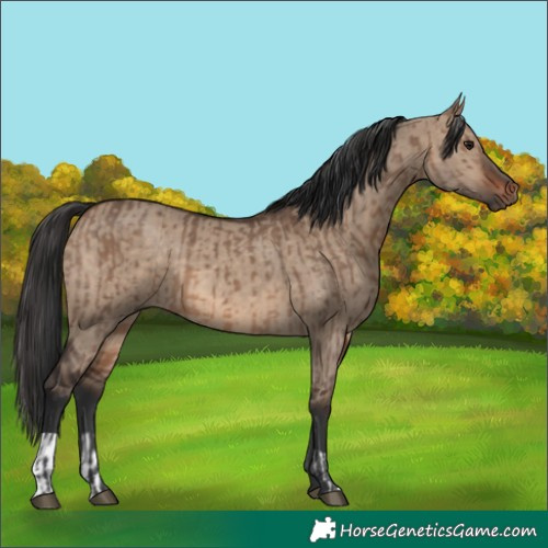 Horse Color:Brown Dun and Brown Dun