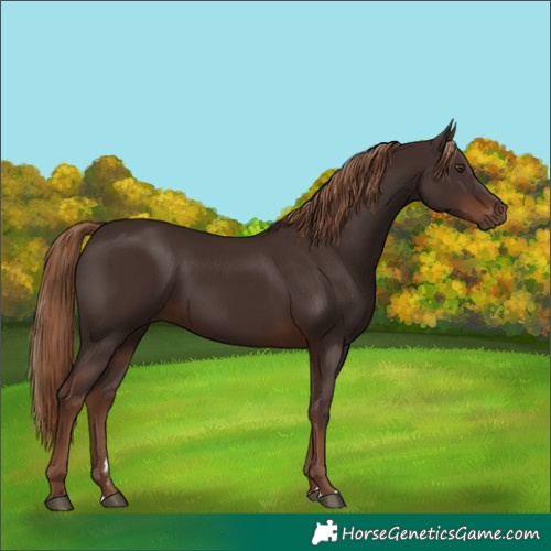 Horse Color:Liver Chestnut Rabicano